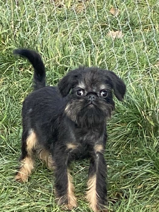 Бельгійський гріффон КСУ