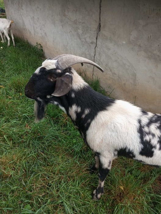 Англо-нубійнський цап