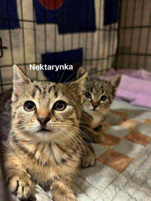 Trzy kocie siostry czekają na dom