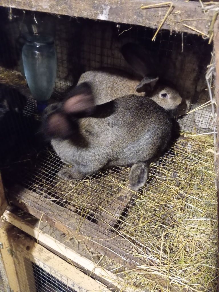 Продам кролики зайці