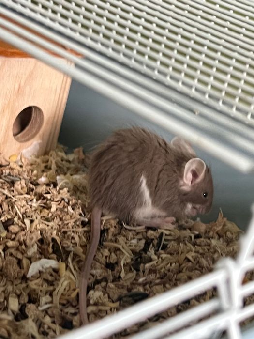 Myszki urodzone 3.10.2025