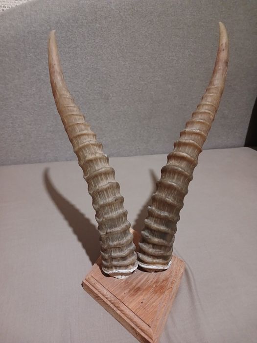 Рога сагайдака трофейные