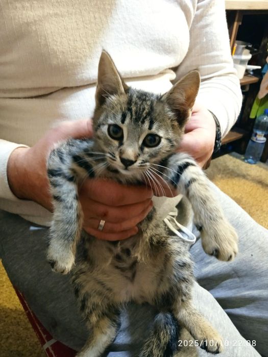 Маненьки котики шукають дім