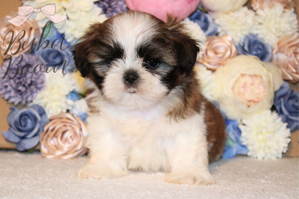 Rodowodowy Shihtzu gotowy do odbioru!