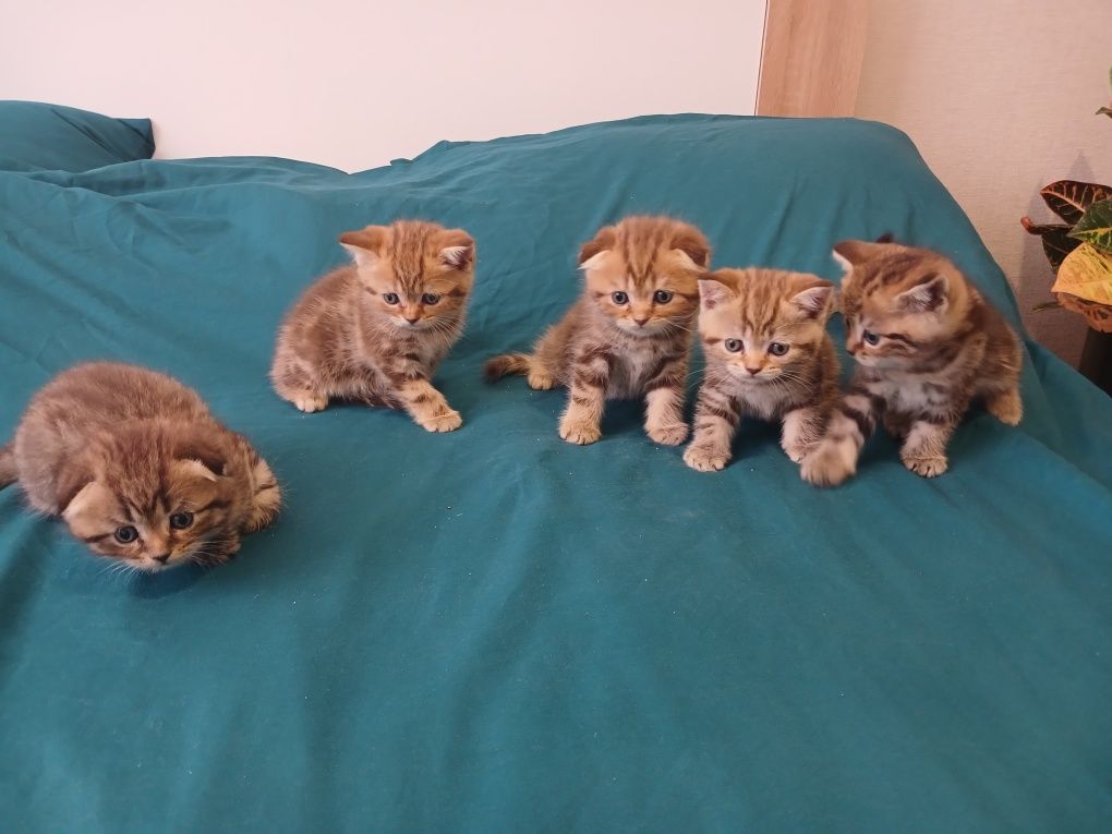 Продаються шотландські кошенята кольору табі.