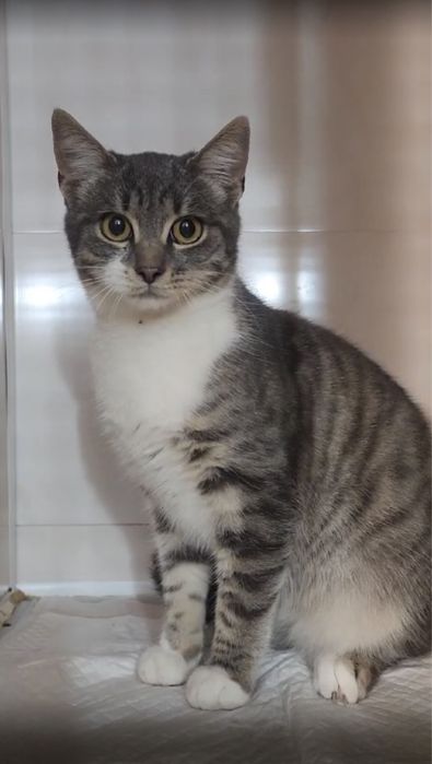 Котята бесплатно .