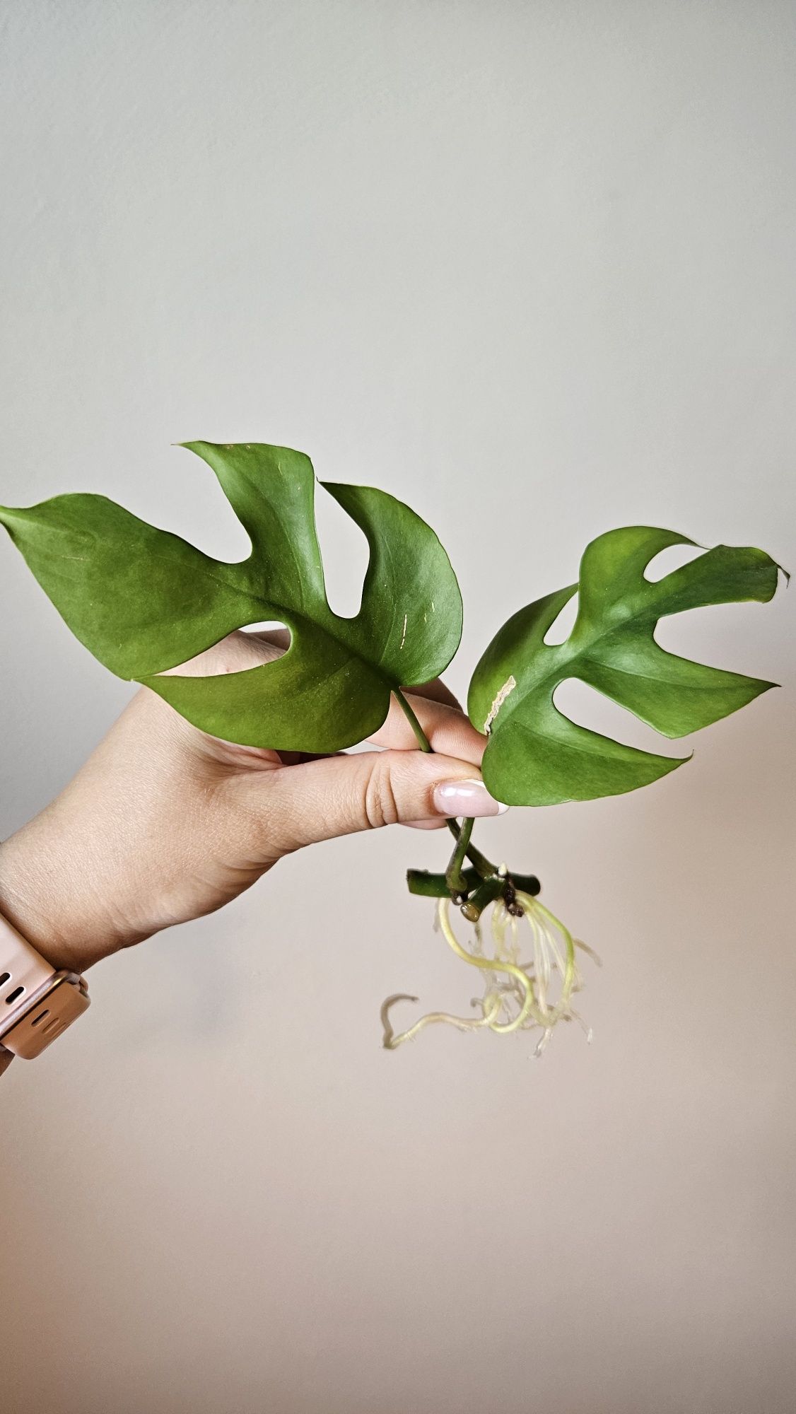 Monstera monkey, Monstera minima,