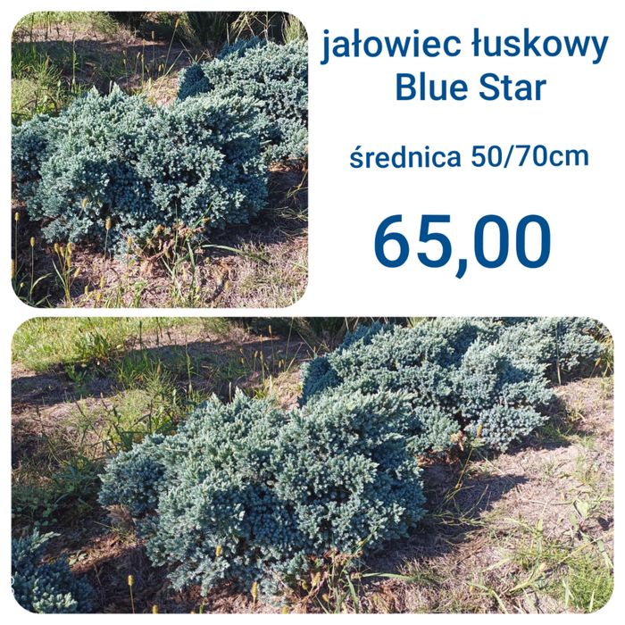 Thuja _ tuja Kórnik żywopłot 120, 130, 140