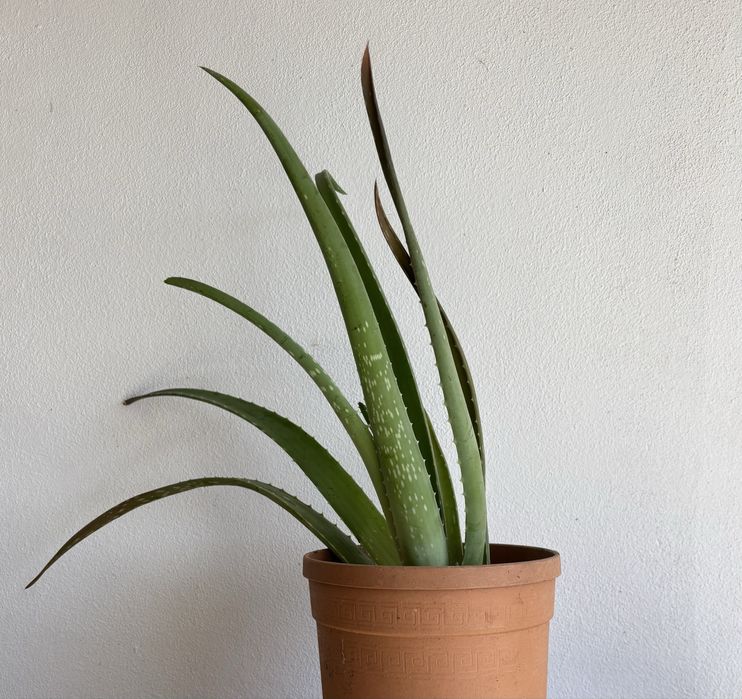 Aloe Vera individual vários tamanhos