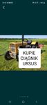 SKUP Ciągników Rolniczych Ursus C330, C360 ,Zetor Tel 518--744--508