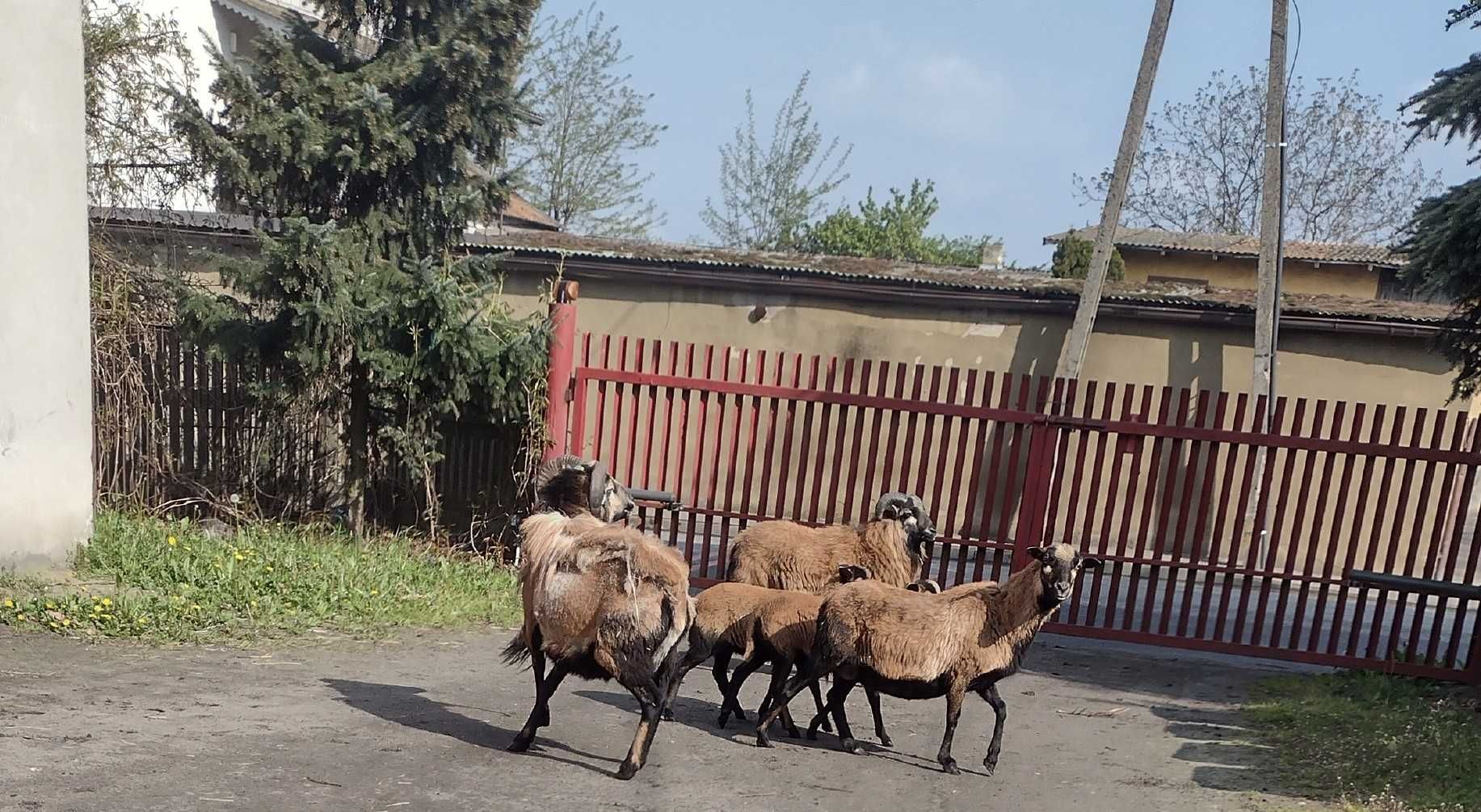 Sprzedam owce kameruńskie