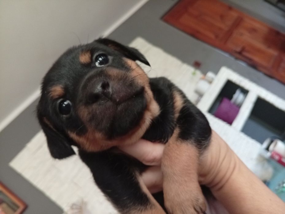 Sunia suczka oddam za darmo NOWY SĄCZ