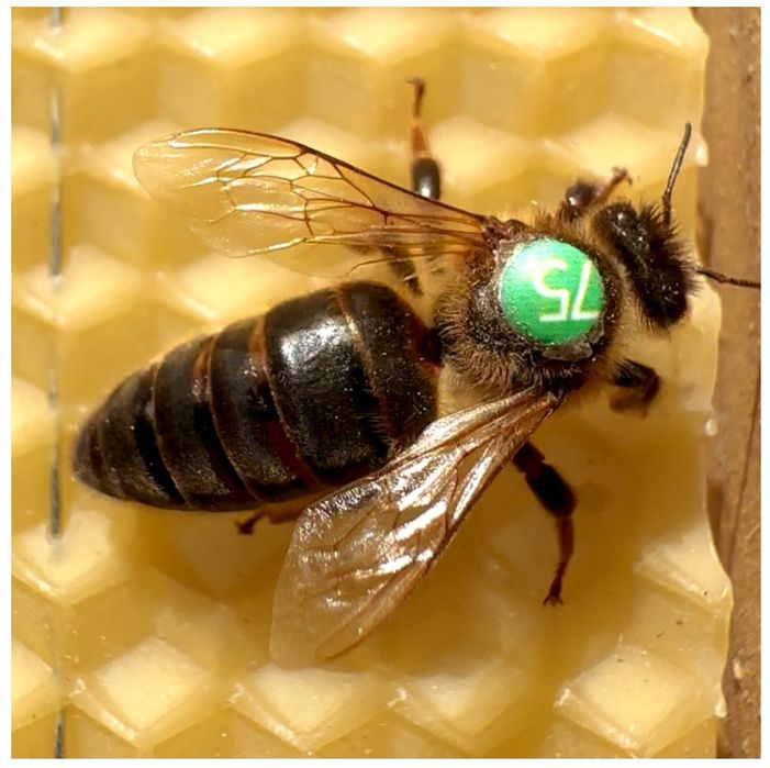 Matki pszczele 2026 zapisy