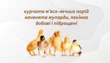 Курчата Циплята Несучки Бройлери  Качки Добові Підрощені