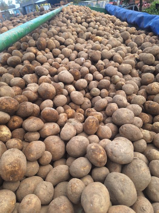 Ziemniaki około 5 ton