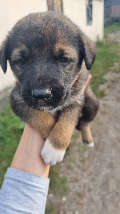Маленькие комочки ждут своих хозяев.