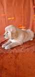 GOLDEN RETRIEVER-ciemnozłota suczka