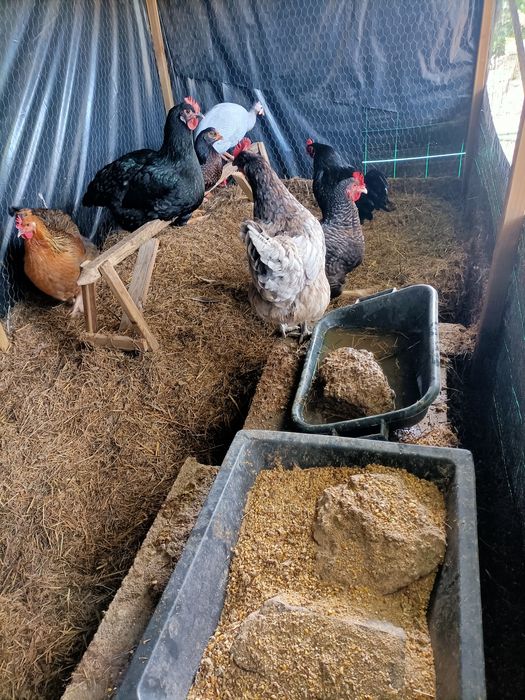 Pavões Diretamente do criador e outros