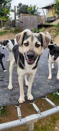 cachorro para adoção