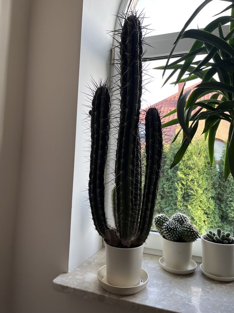 Okazały kaktus, ponad 80cm