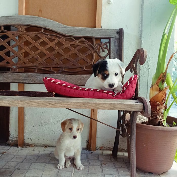 Cãozinho RAFEIRO para adoção responsável - Charlie Brown