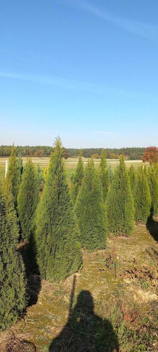 Thuja tuja szmaragd