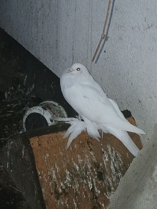 Gołąbki cukrówki i garłacze