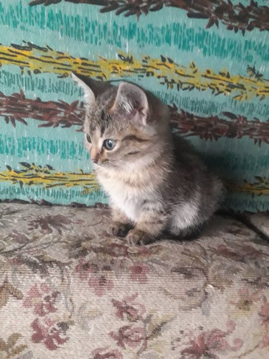 Котята в хорошие руки