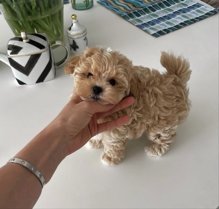 Maltipoo miniatura