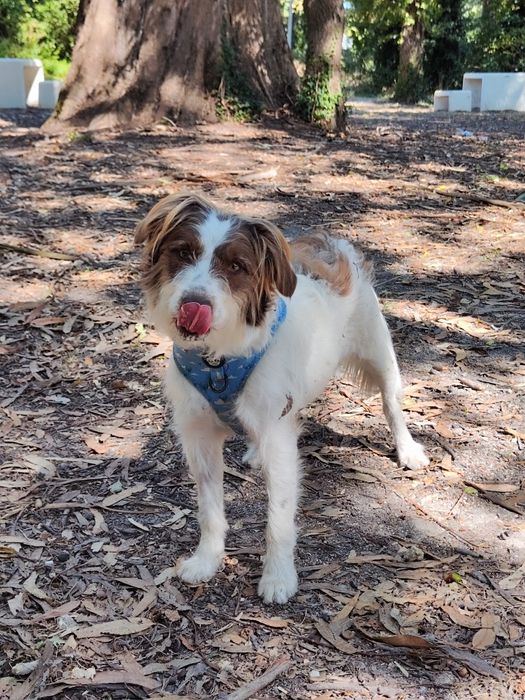 Dá-se Border Collie