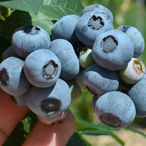 2,5 letnia sadzonka Borówka amerykańska 50cm CAC-Producent