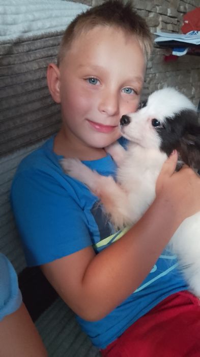 Piesek Papillon Spaniel Kontynentalny