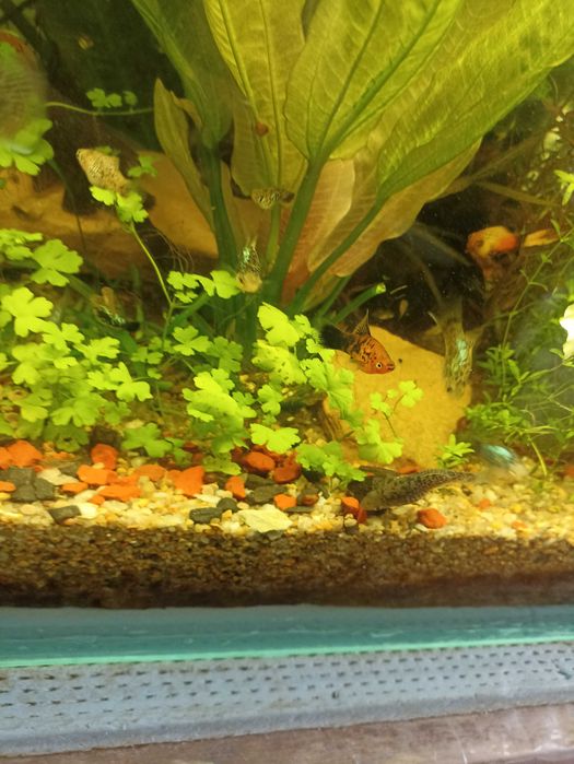 Продам аквариумные растения в ассортименте эхинодорусы, длиностебелька