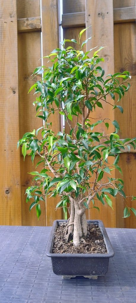 Bonsai ficus benjamin natasja