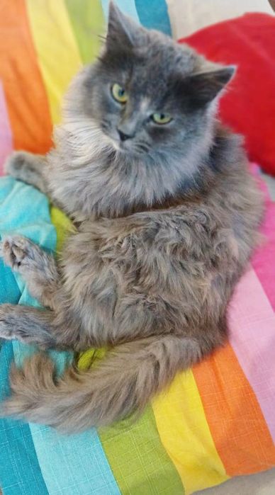 Дейзи 2 года ищет любовь