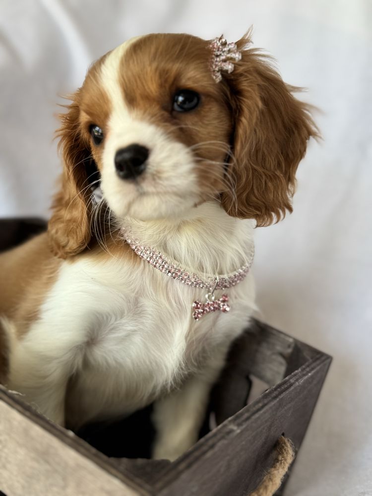 Sunia blenheim- Cavalier King Charles Spaniel