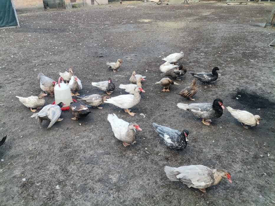 Kaczki francuskie pełno barwne