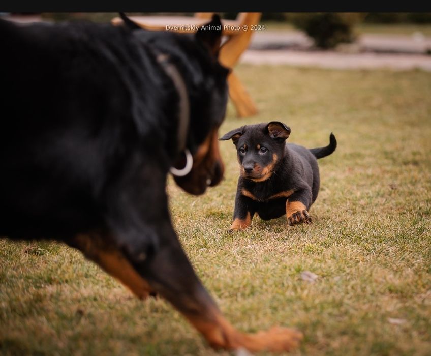 Цуценята Босерона від чемпіонів України, питомник