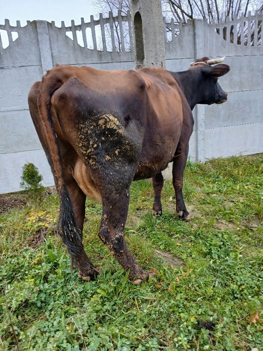 Krowa z mlekiem 5 lat zacielona do dalszej hodowli,  okazja
