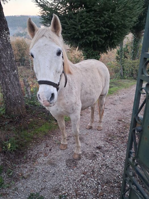 Vendo égua cruzada de Lusitano
