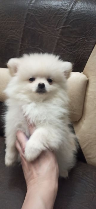 Мальчик померанский шпиц