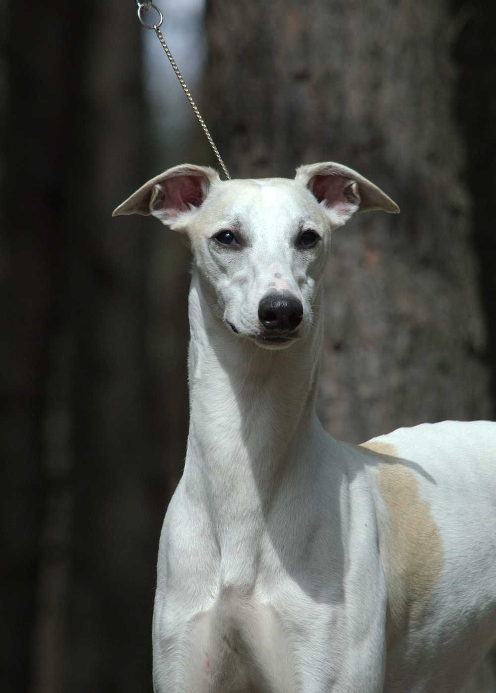 Whippet piesek hodowla FCI