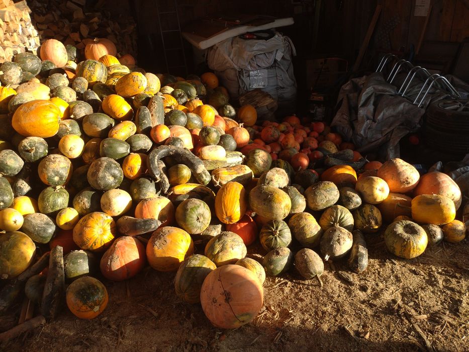 Dynia zwyczajna, mix