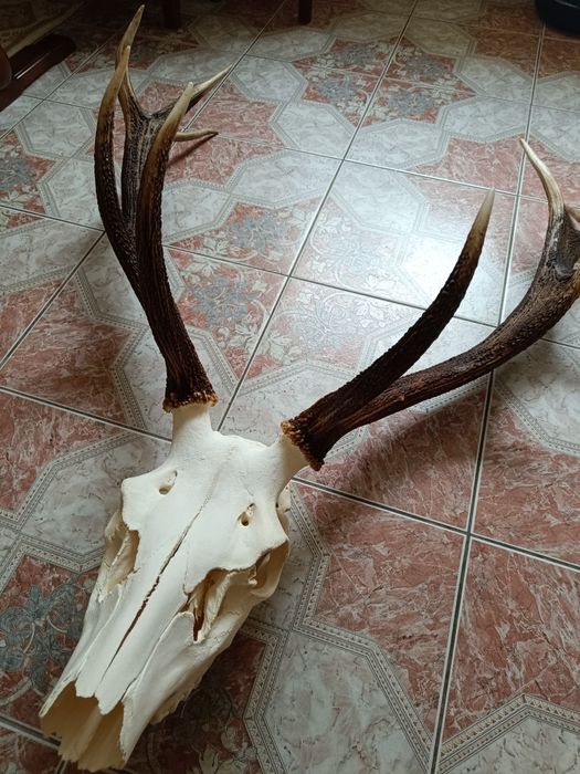 Роги оленя з черепом