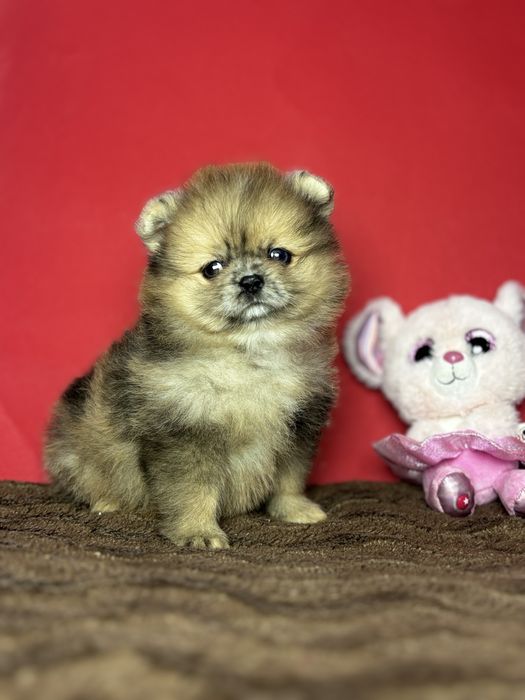 дівчинка блакитна ока тип ведмедик