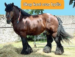 Skup koni bydła cieląt