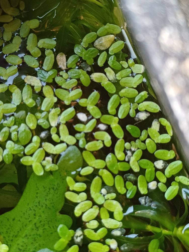 plantas aquáticas foxtail ,elodeas , e flutuantes