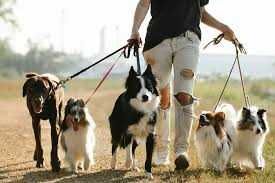 Walking Dog / Passeador de Cachorros