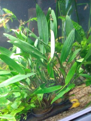 Rośliny akwariowe/roślina do akwarium/Cryptocoryne Lucens