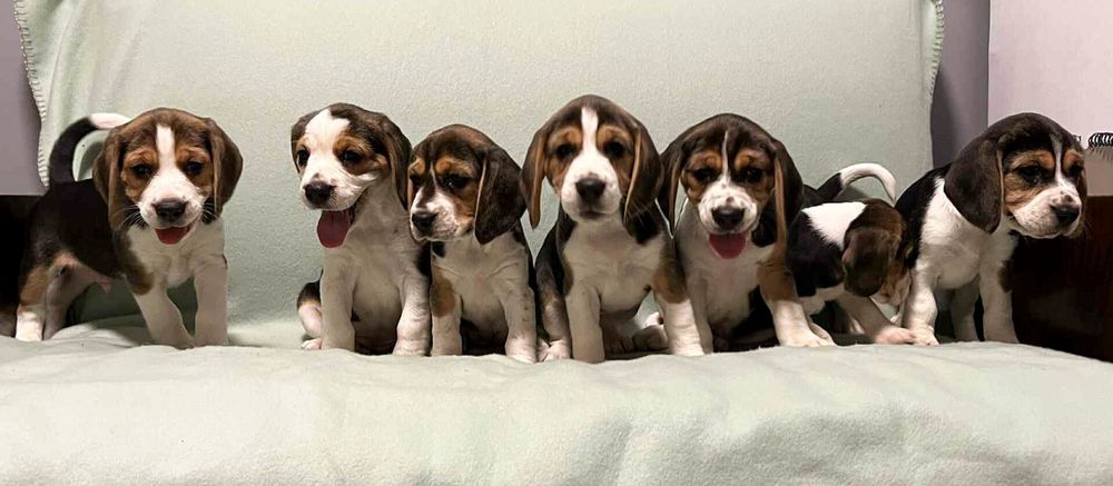 Sprzedam szczeniaka rasy Beagel